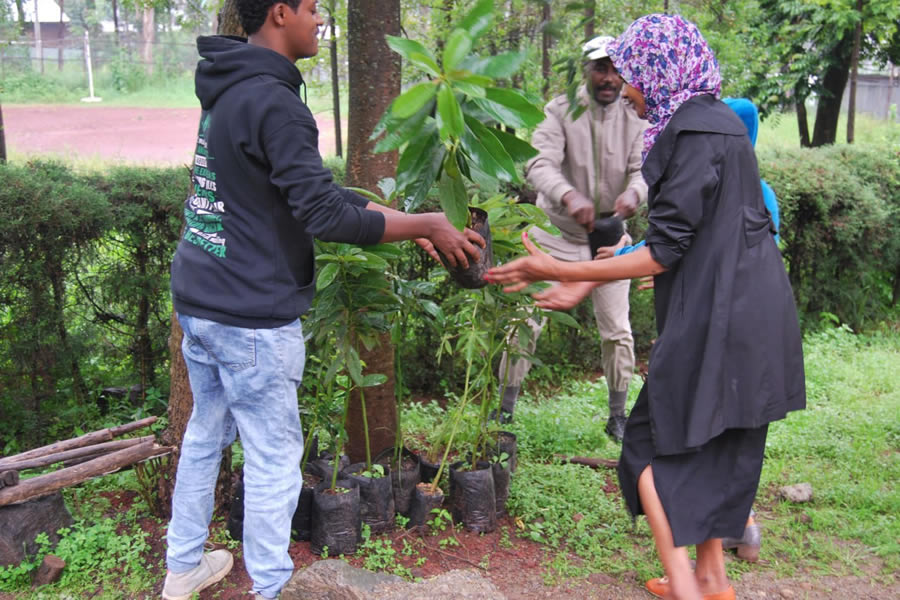 Planting Trees 1